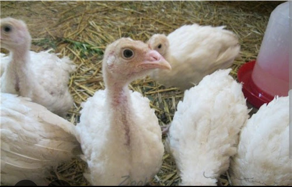 Продам.  індичат