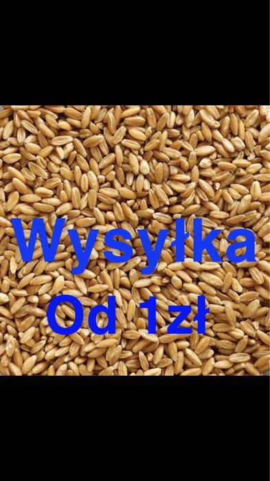 Pszenica dla kur