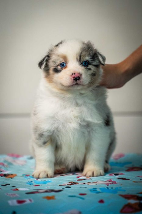 Owczarek australijski ZKwP FCI - suczka blue merle – niebieskie oczy – Jasinsky