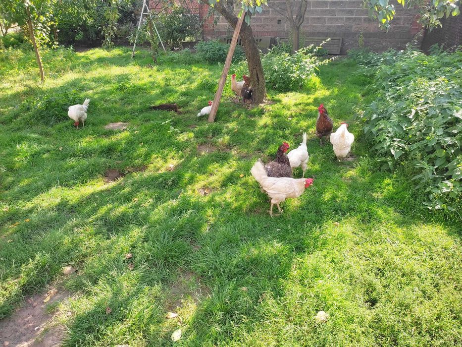 Jajka wiejskie z dostawą do domu od kur z wolnego wybiegu