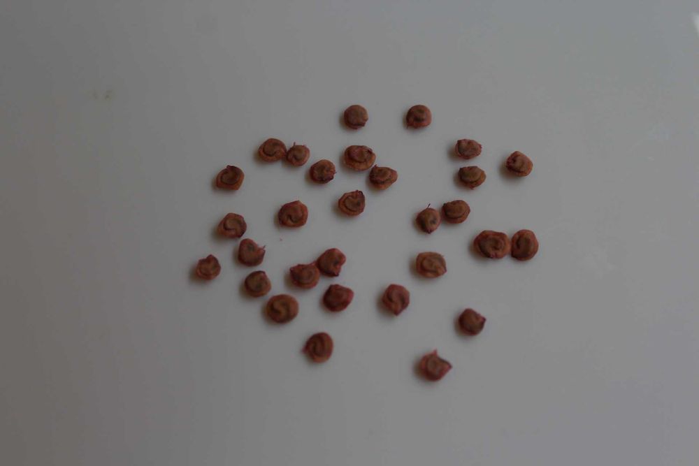 Nasiona opuncji figowej