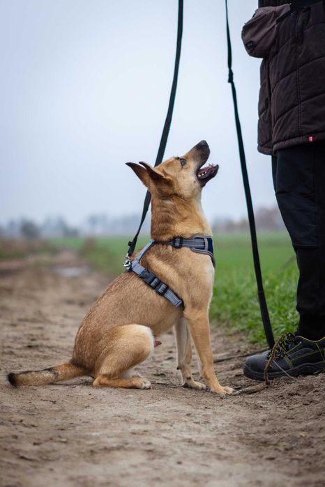 Nieduży młody i przyjazny Warcuś szuka domku