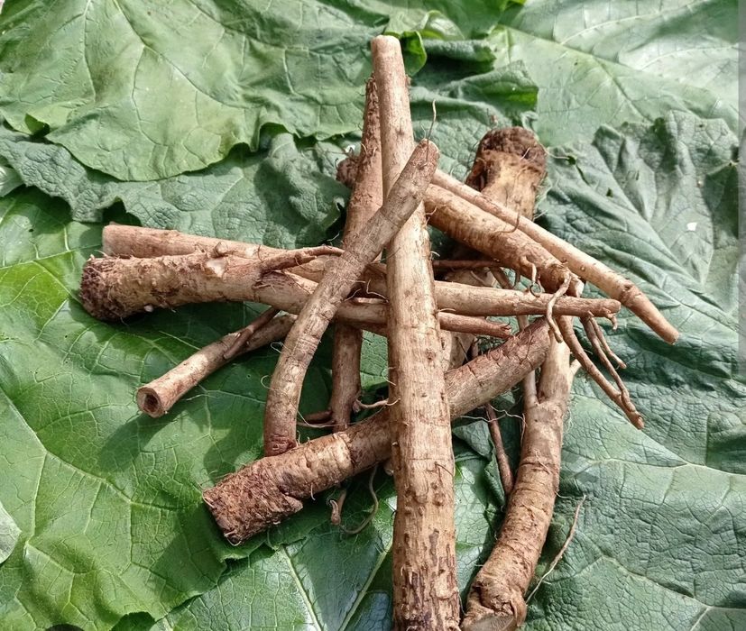 Продам свіжі корні лопуха