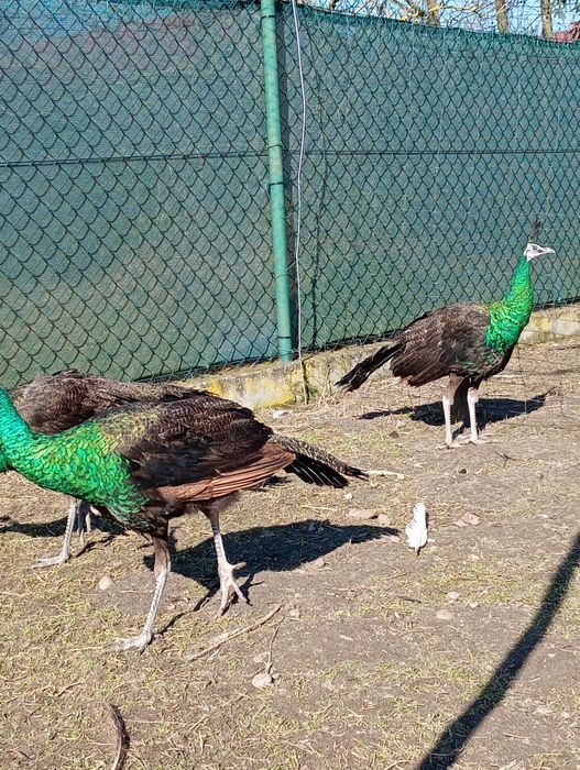 Paw Pawie   zielone. 2025.