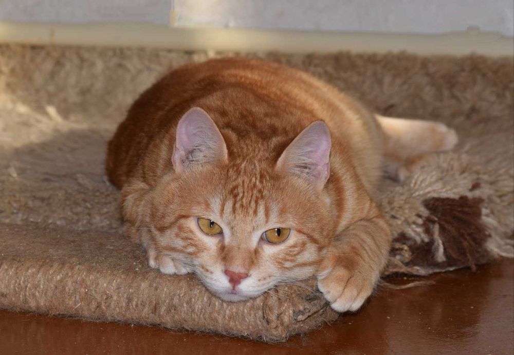 Рыжие котики в поиске любящей семьи!