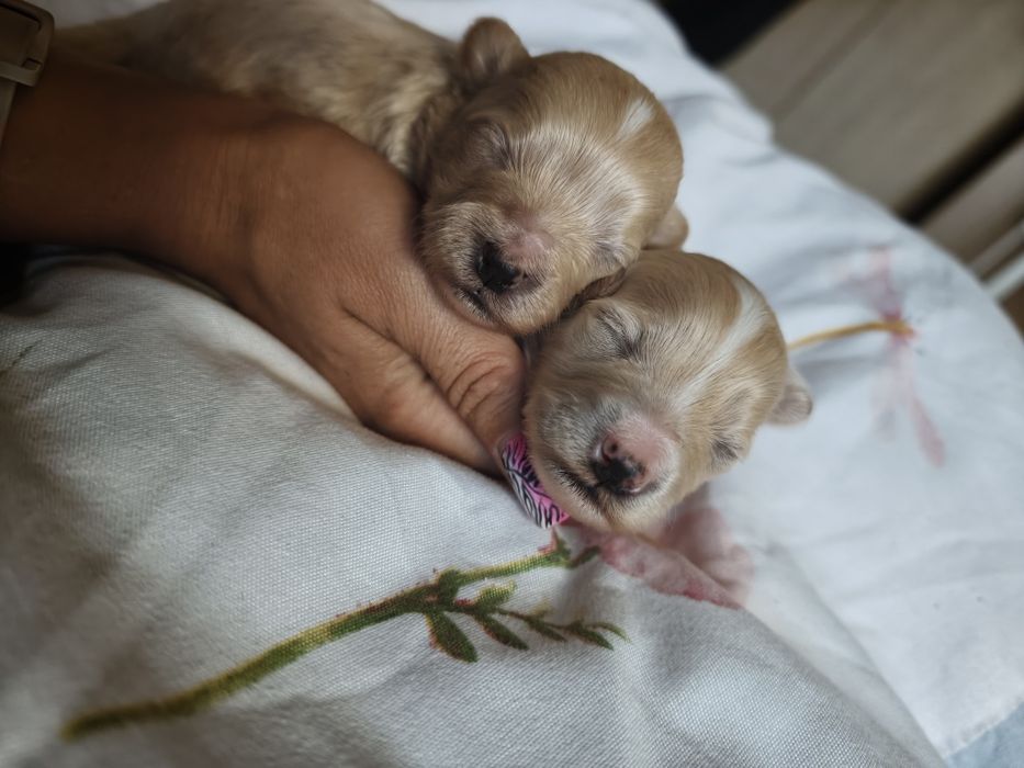 Maltipoo piesek  wolny do rezerwacji