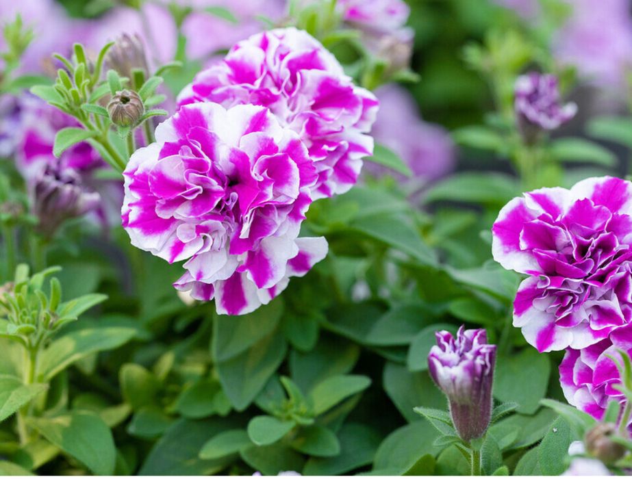 Сурфінія (петунія ампельна)