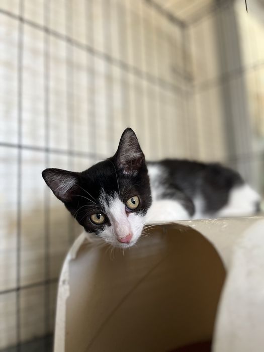 Oreo- Gatinha bebé