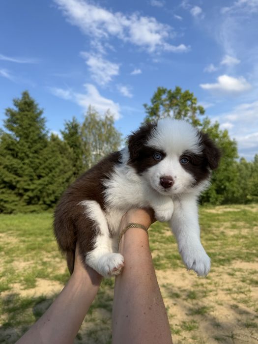 Border Collie Suczka