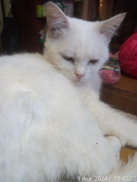 Віддам в добрі руки