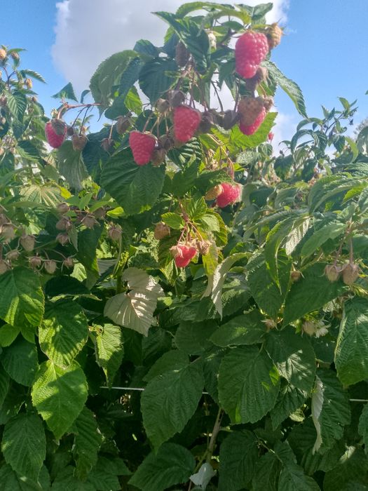 Witam sprzedam sadzonki maliny