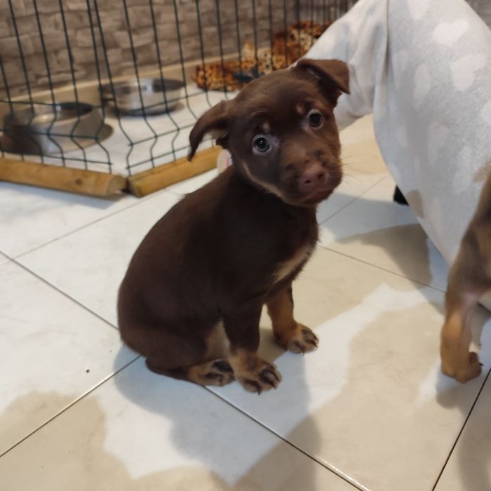 Dou cães Labrador/Pastor Alemão
