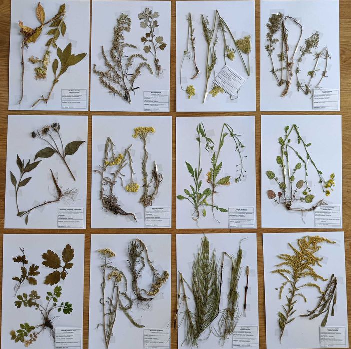 40 gat. zielnik 2025 nienaklejony z opisami