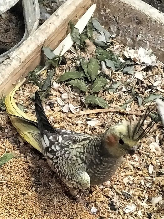 Papugi nimfy z 2024r