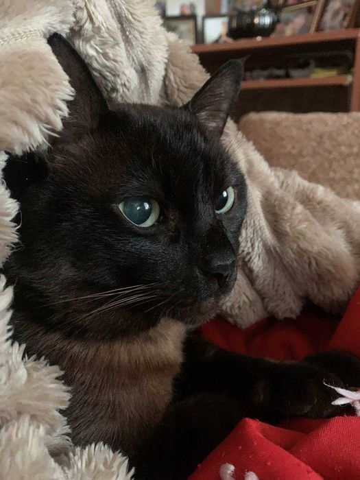 Тонкинез Зевс. Вязка. Порода кошки не принципиально