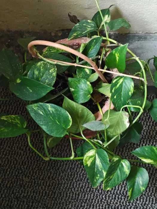 Scindapsus Epipremnum złociste w doniczce glinianej
