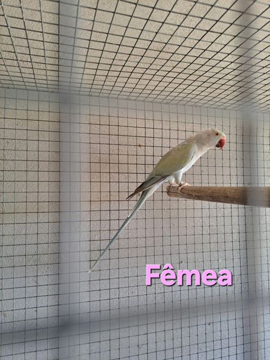 Ring Necks de 2026 e Fêmea de 2017