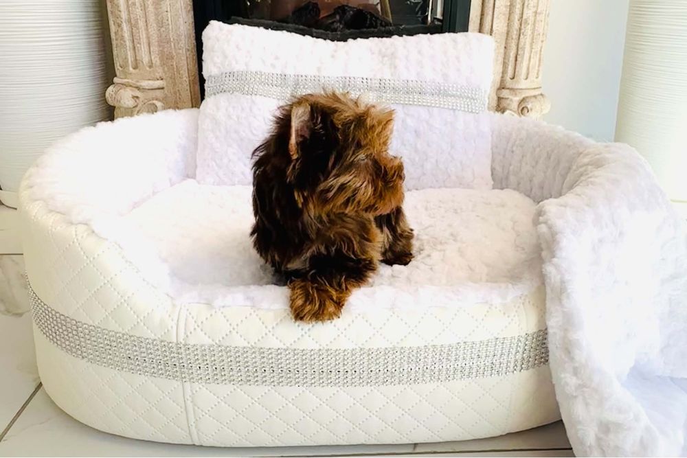 York shire terrier choco merle piesek