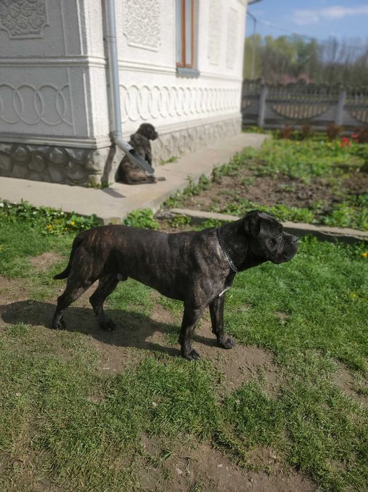 В'язка з молодим господарем породи Кане-Корсо