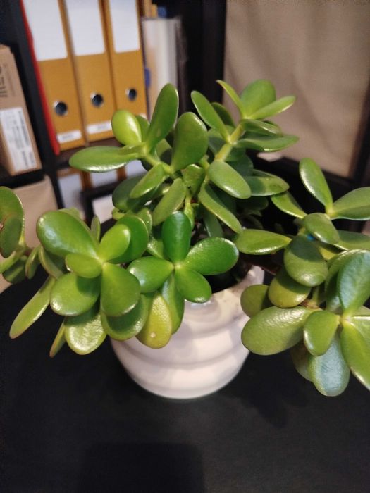 Suculenta: Flor de jade, famosa por atrair prosperidade
