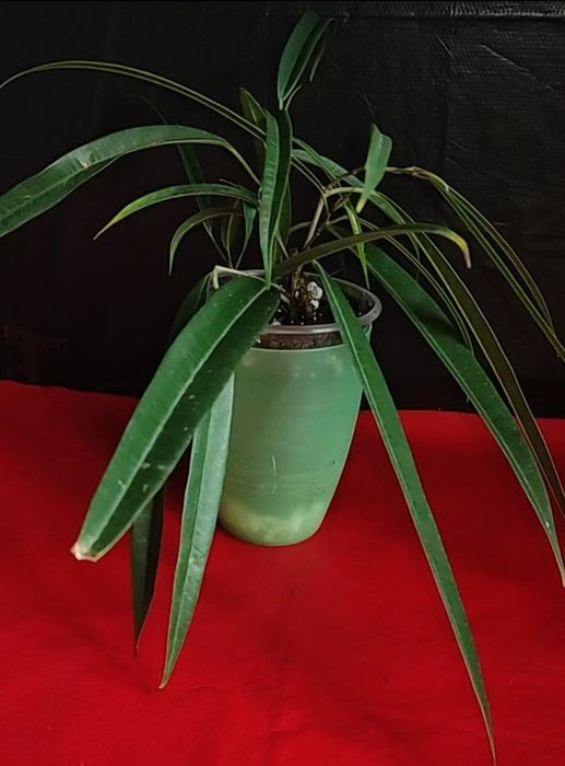 Рослинки на обмін.