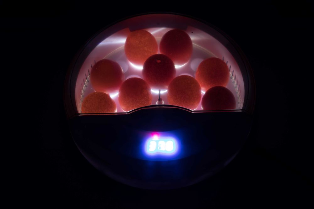 Inkubator na 9 jaj (klujnik wylęgarka)