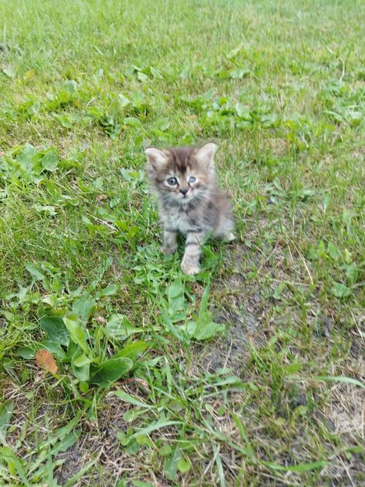 Отдам котят в хорошие руки