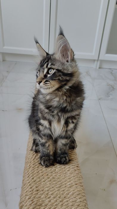 Maine coon rodowód FPL