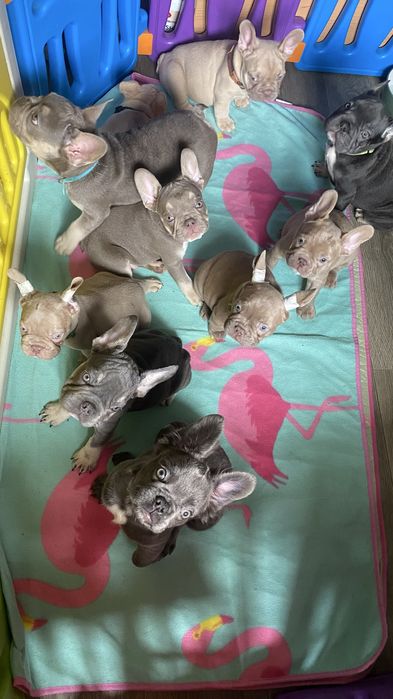 Французький бульдог