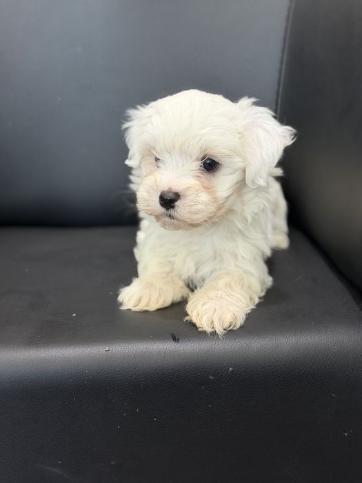 Bichon  Maltes menino