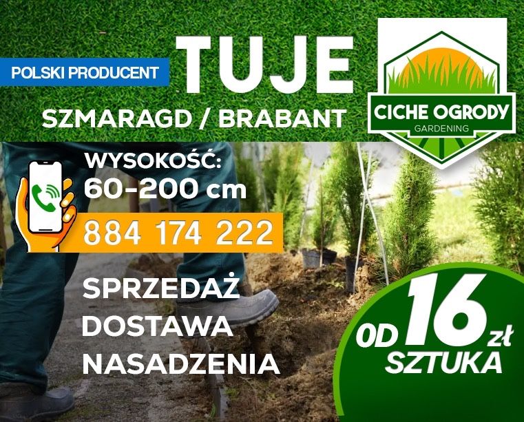Tuja Thuja Tuje Szmaragd i Brabant – producent Dostawa i nasadzenia