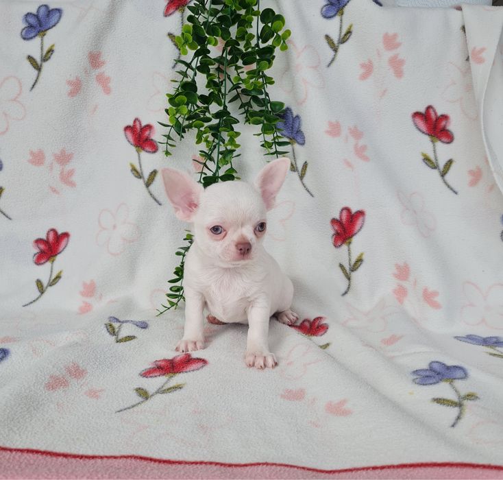 Excelente mini menino Chihuahua/Chiuaua de Qualidade, Linhagem Russa