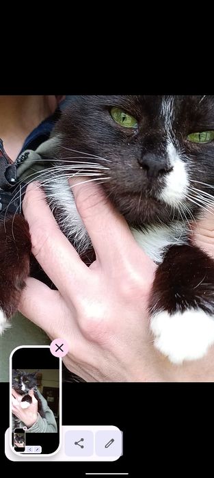 Кішка Герда 1 рік стерильна