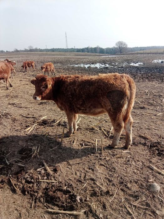 Jałówki mięsne limousine