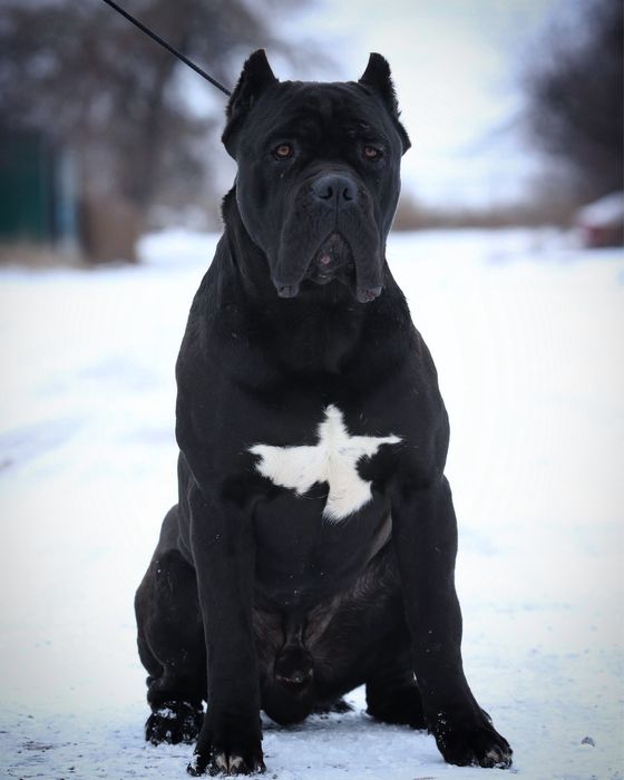 Чорна дівчинка_Куркума