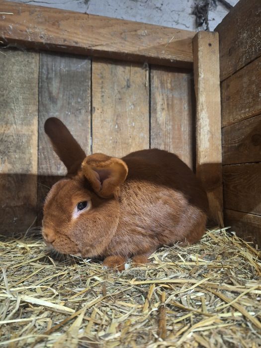 Nowozelandzki czerwony