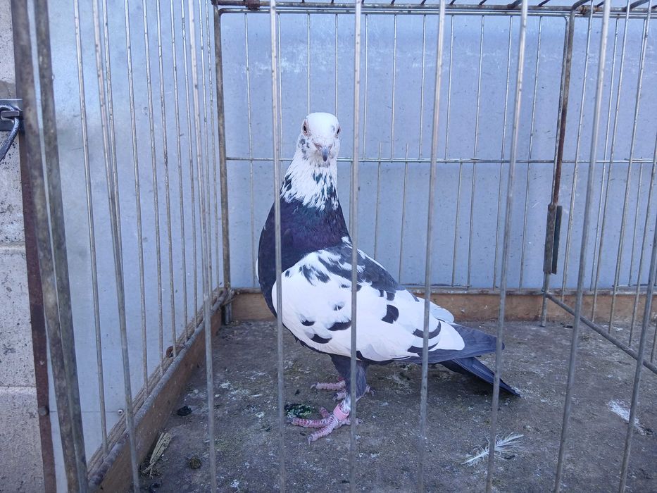 Mulemans tygrys czarny samica 24r. mulemansy tygrysy