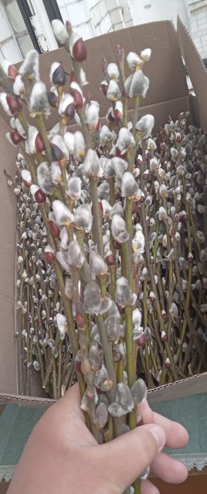 Гілочки продам верби.базька.шутка котики