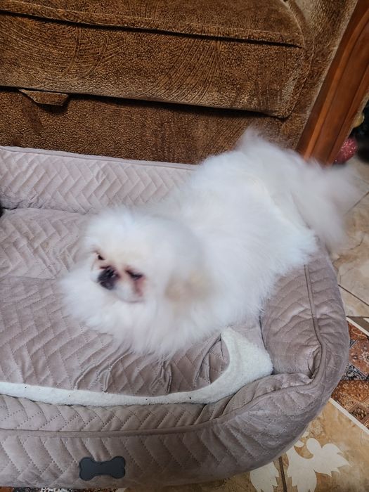 В'язка Королівського пекінеса.