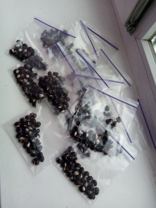 Квасоля спаржа витка, Сорт  Орка Венес, Сорт Американськоі селекціі,