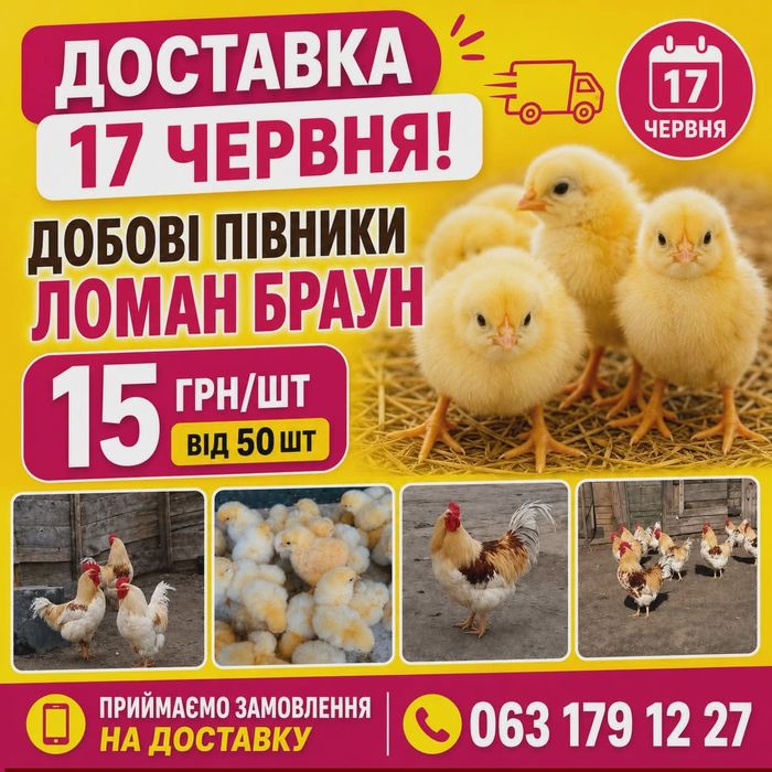 Добові півники Ломан Браун курчата циплята пітушки