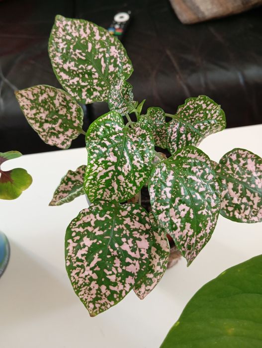 Plantas naturais 5 euros