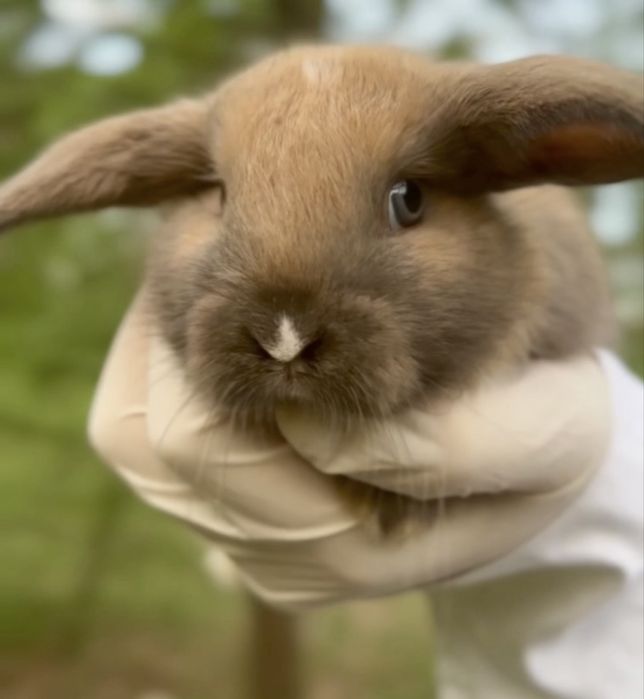 Mini lop! Найлагідніші кролики у світі!