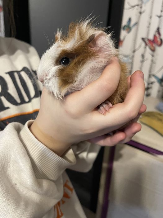 Swinka morska rozetka