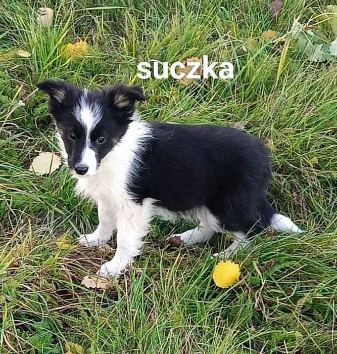 Border collie suczka