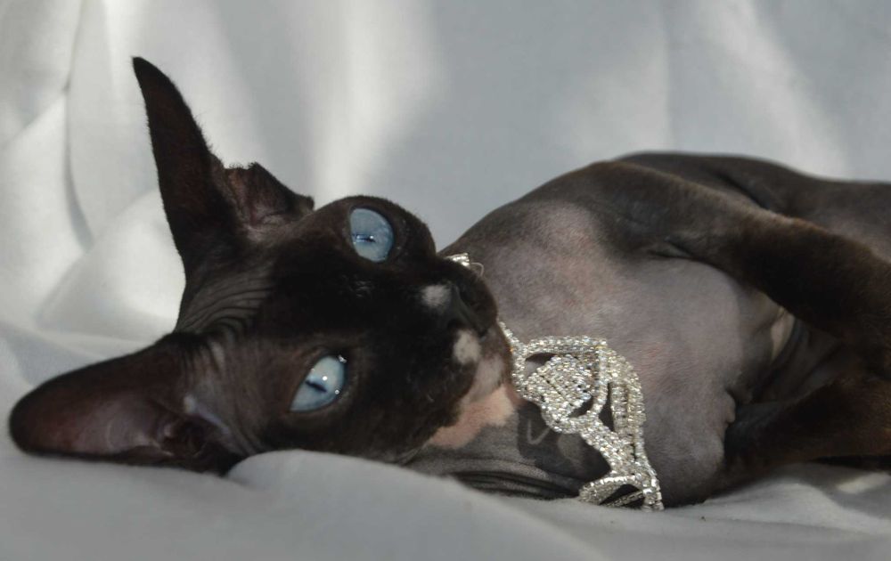 Meah sfinks  kotka niebiesooka o hipnotyzującym spojrzeniu