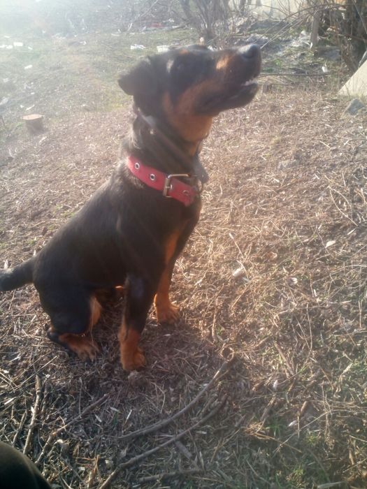 Ягдтерьер.Для вязки.