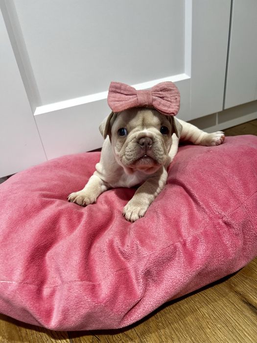 Buldog francuski kremowy lilac platynowy new shade isabella platinum