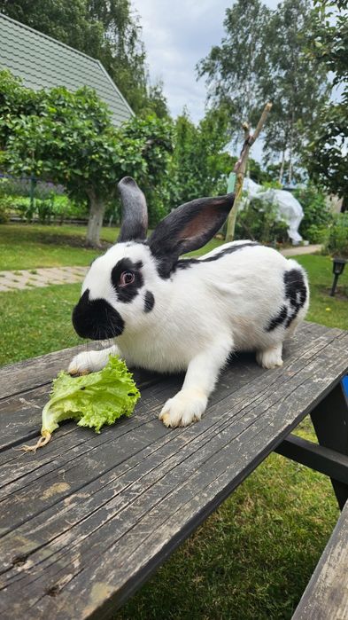 Samica czarno biała srokacz niemiecki