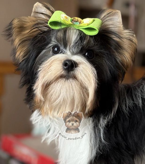 Цуценя Йорк Бівер